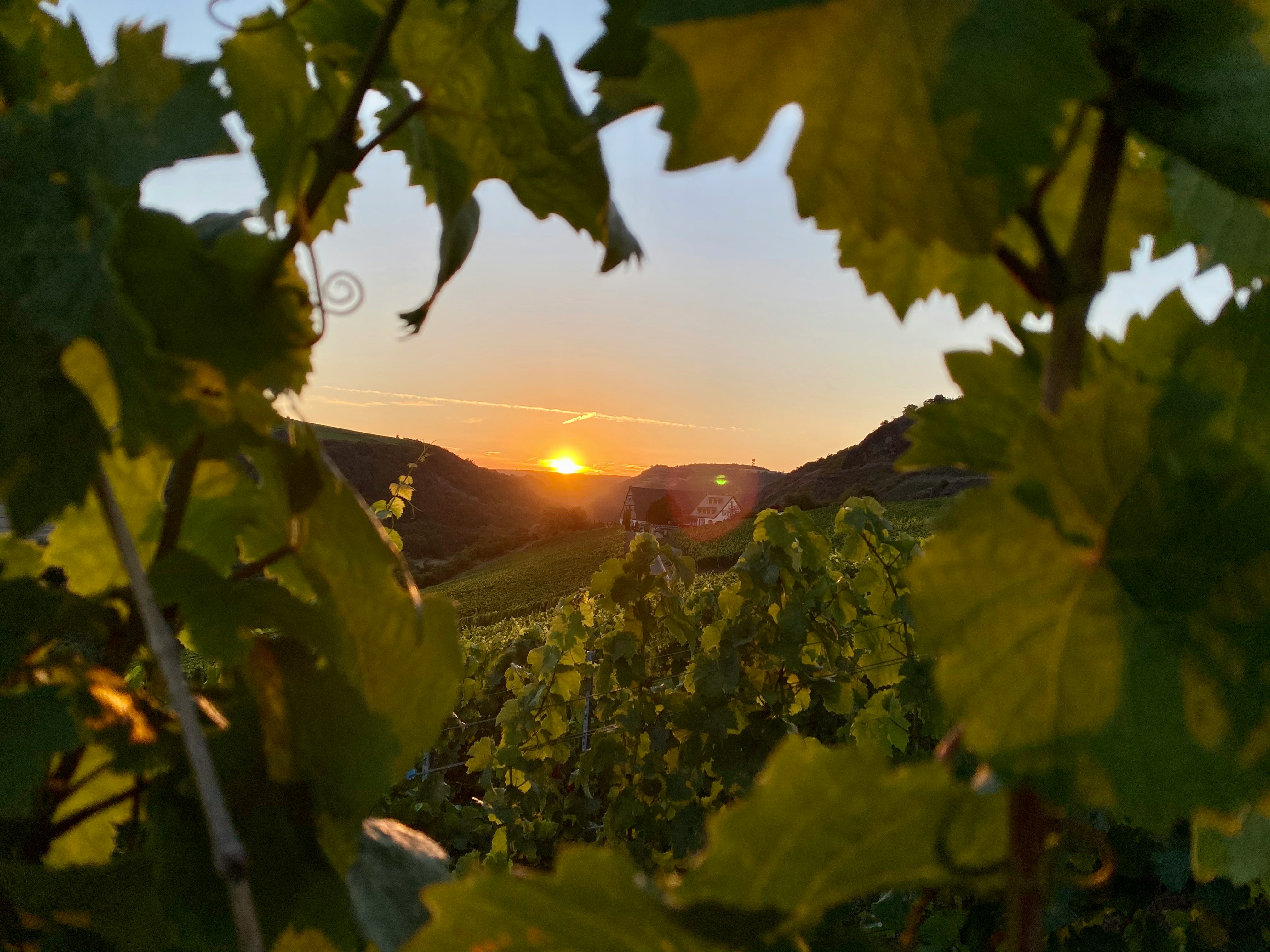 Image d'une vigne avec un coucher de soleil